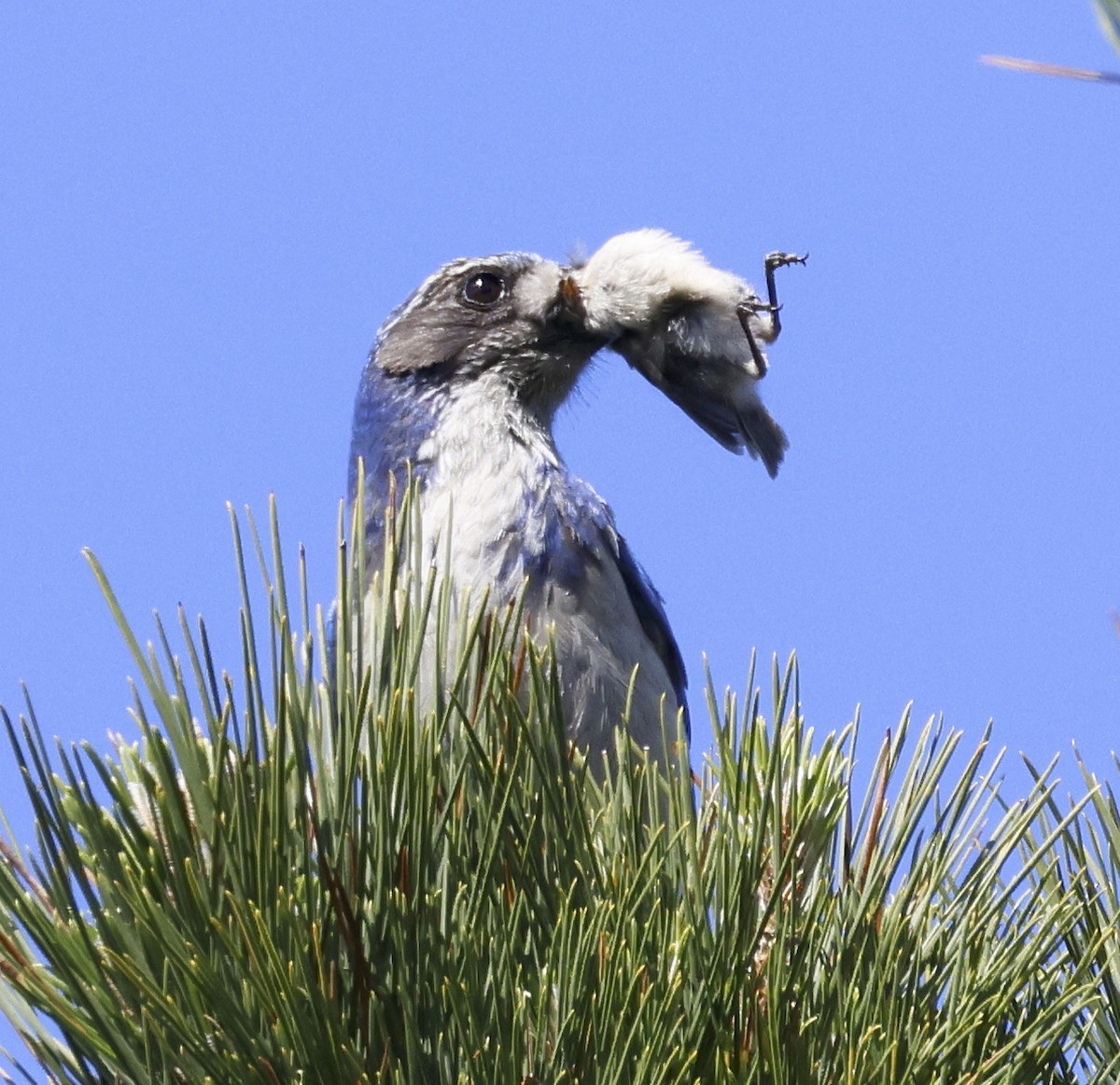 California Scrub-Jay - ML618689895