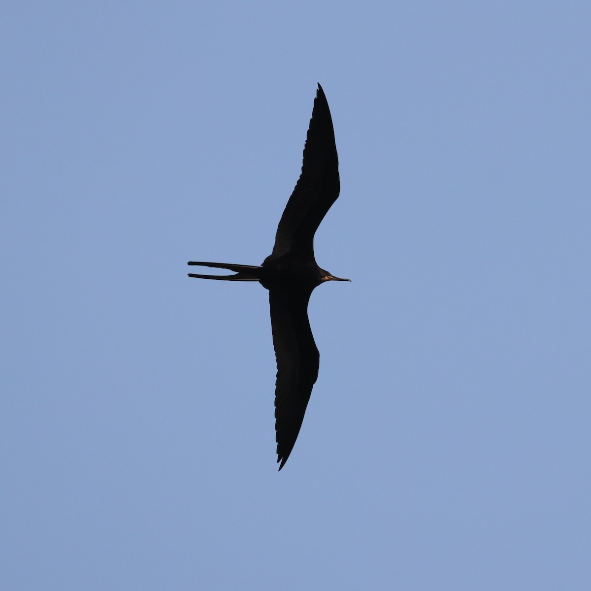 Magnificent Frigatebird - ML618689896