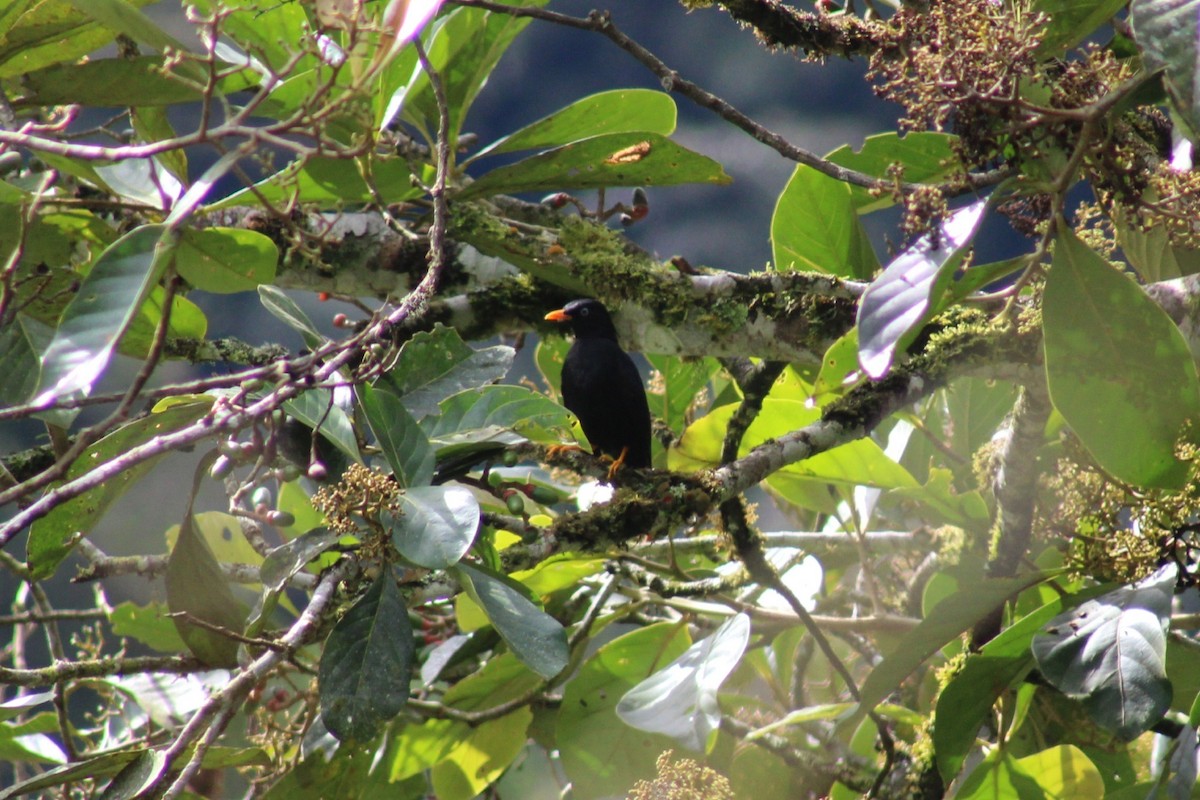 Pale-eyed Thrush - ML618689936