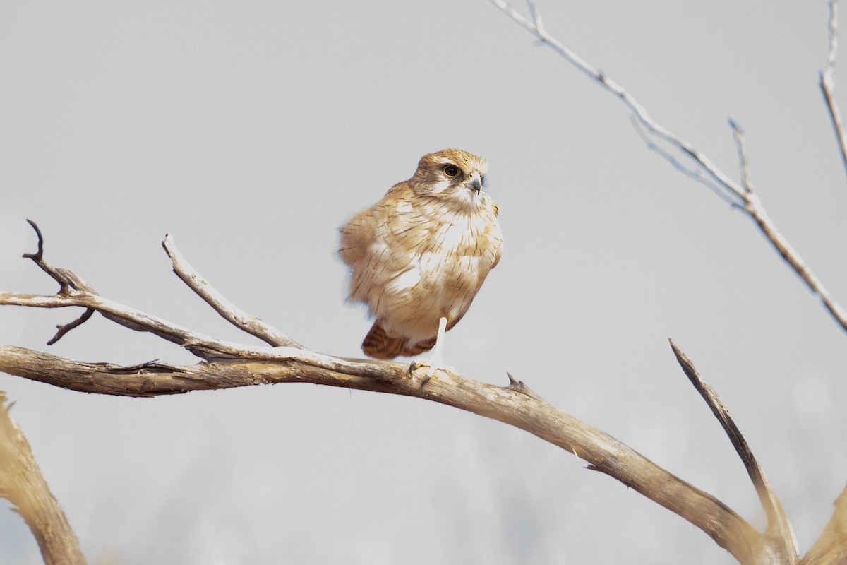 Brown Falcon - ML618689937