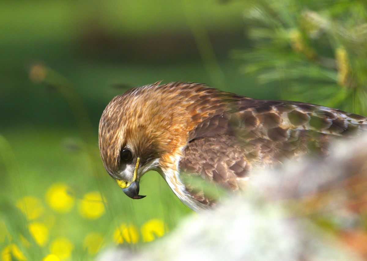Red-tailed Hawk - Hap Ellis