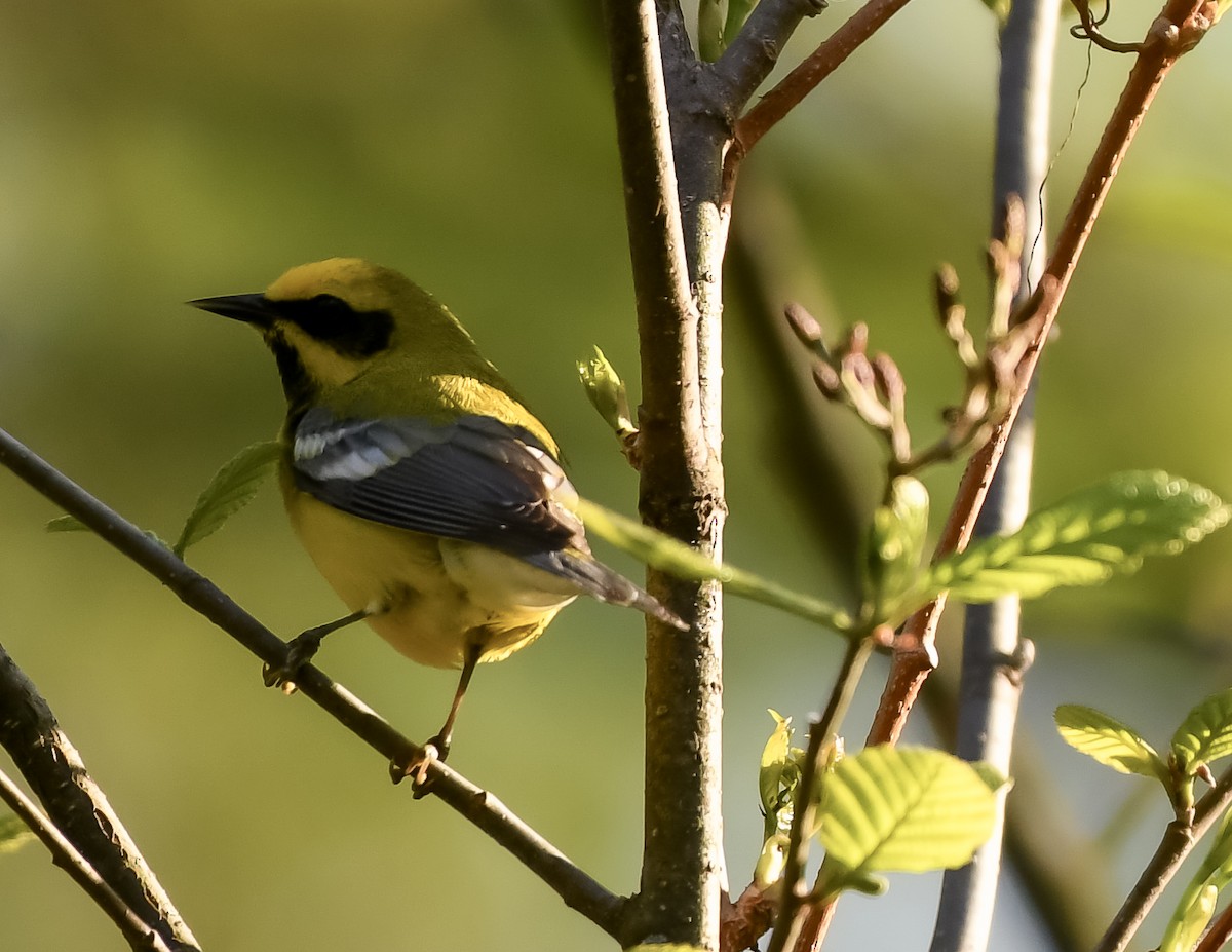 Lawrence's Warbler (hybrid) - ML618689956