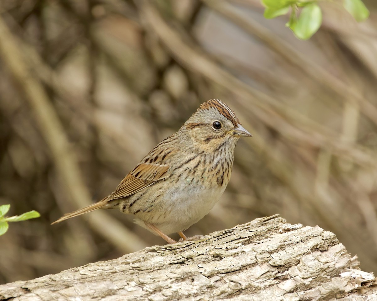 Lincoln's Sparrow - Ryk Naves