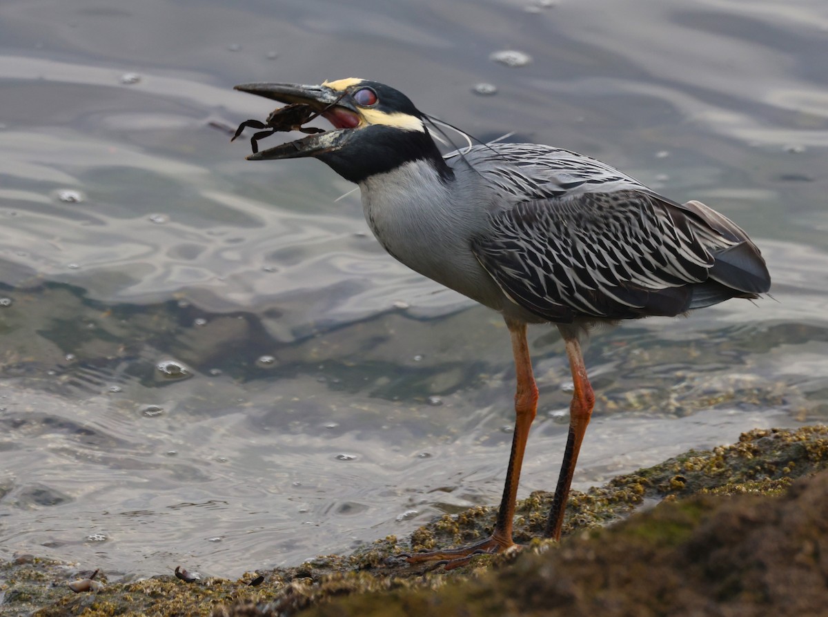 Yellow-crowned Night Heron - Angela Kenny