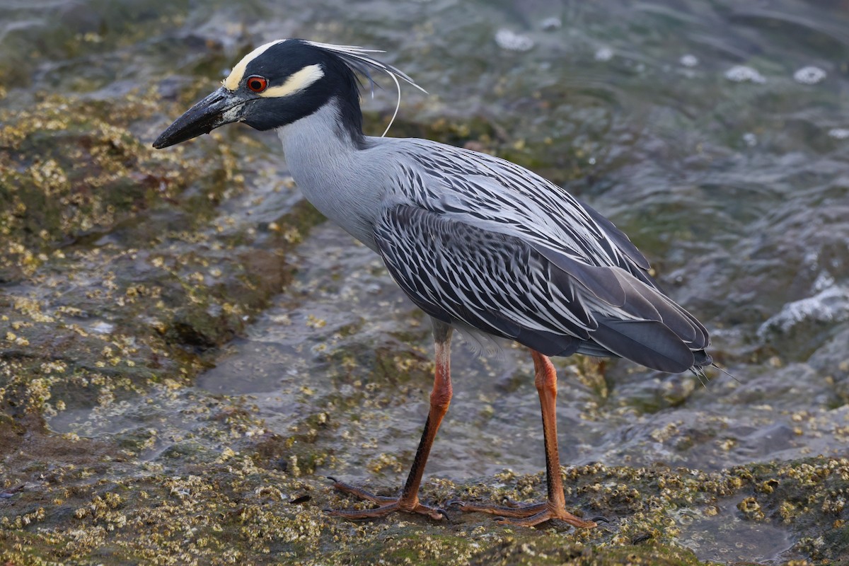 Yellow-crowned Night Heron - Angela Kenny