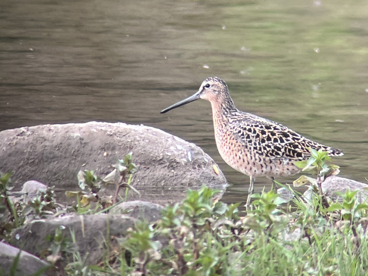 Short-billed Dowitcher - Nicholas Sly