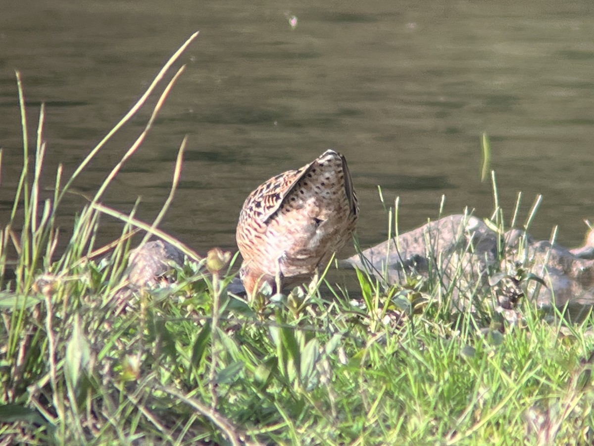 Short-billed Dowitcher - Nicholas Sly