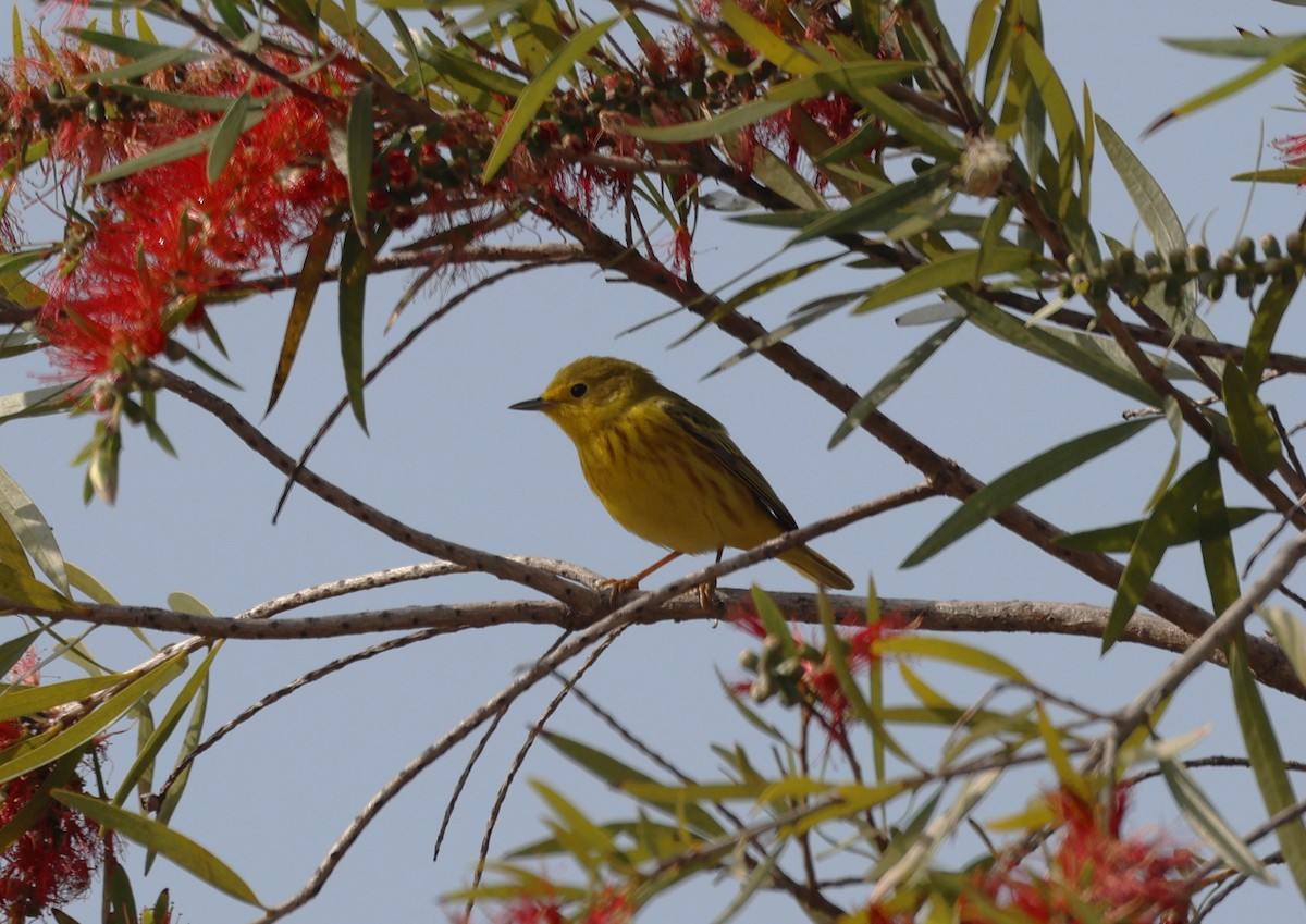 Yellow Warbler - Angela Kenny