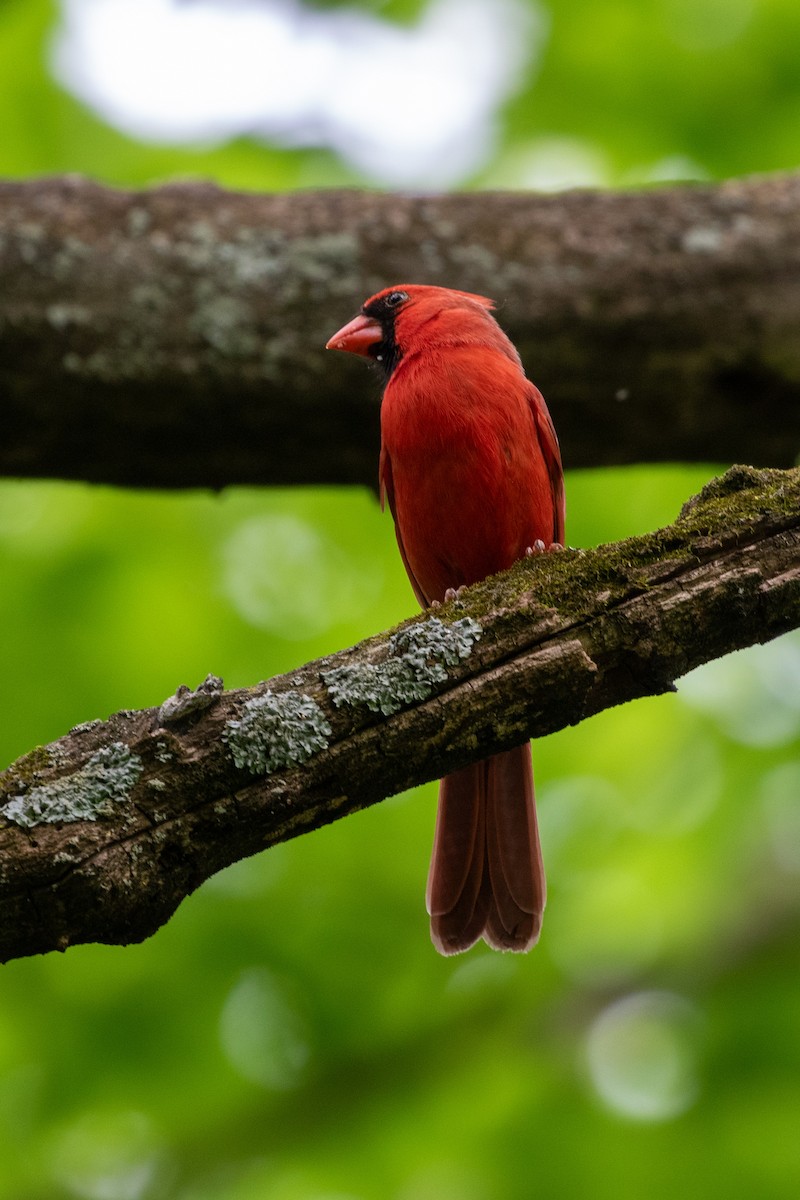 Northern Cardinal - Camille James