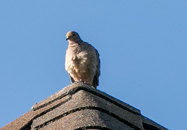 Mourning Dove - Byron & Karyl Rice