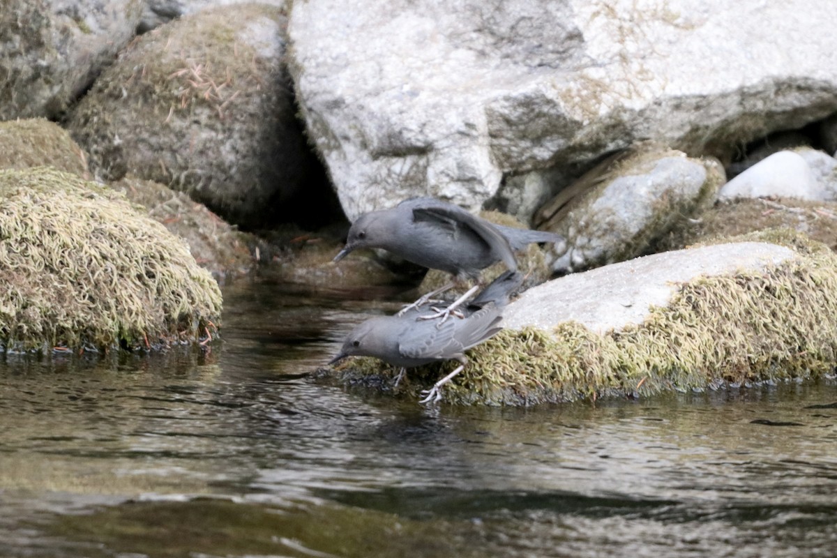 American Dipper - Christy Obalek