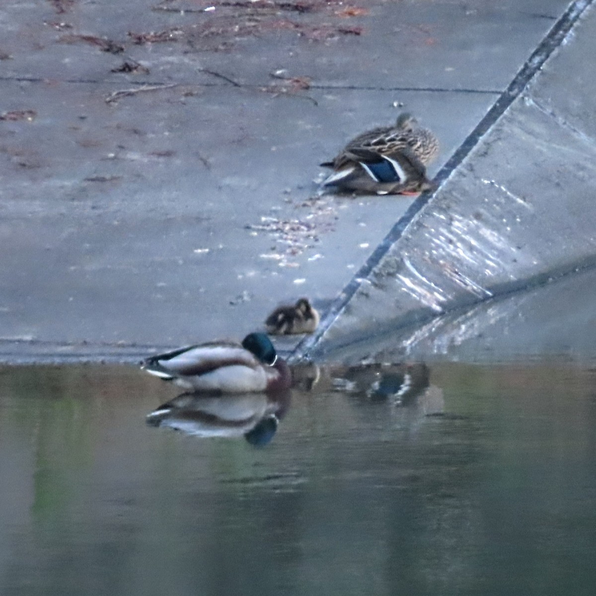 Mallard - Jasper Jon