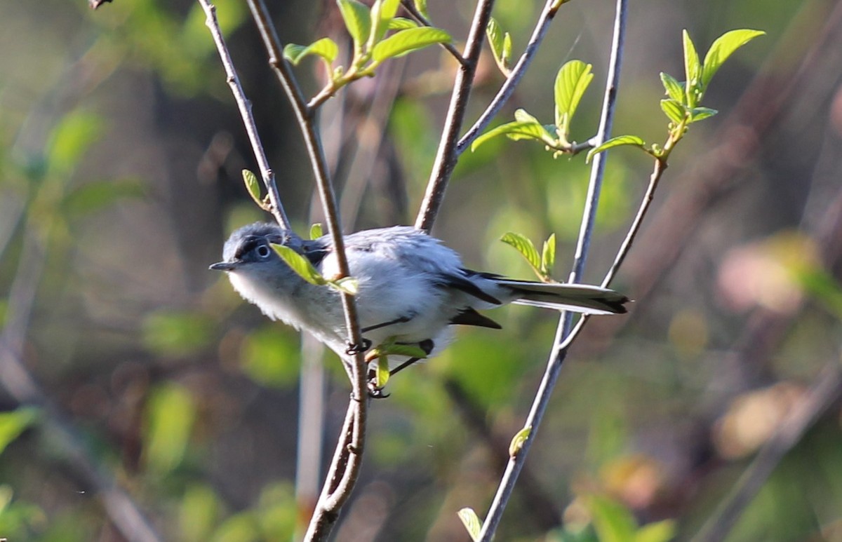 Blue-gray Gnatcatcher - Bob Heitzman