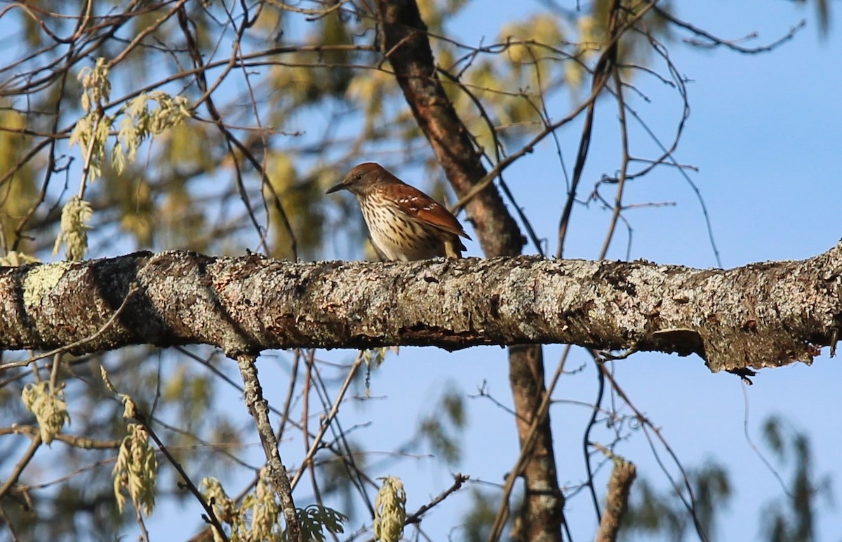 Brown Thrasher - Bob Heitzman