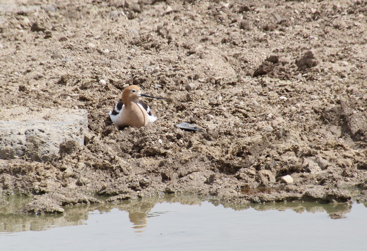 American Avocet - Jared Peck