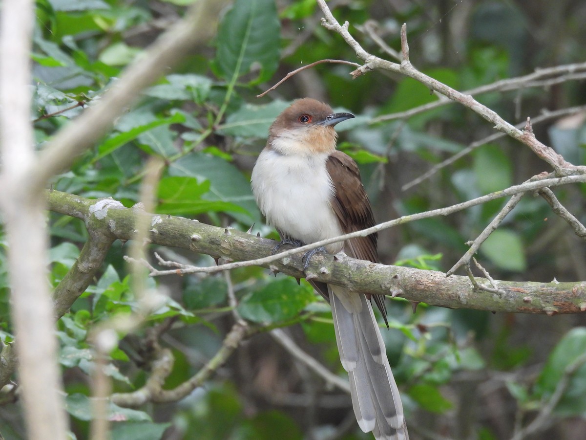 Black-billed Cuckoo - ML618690368