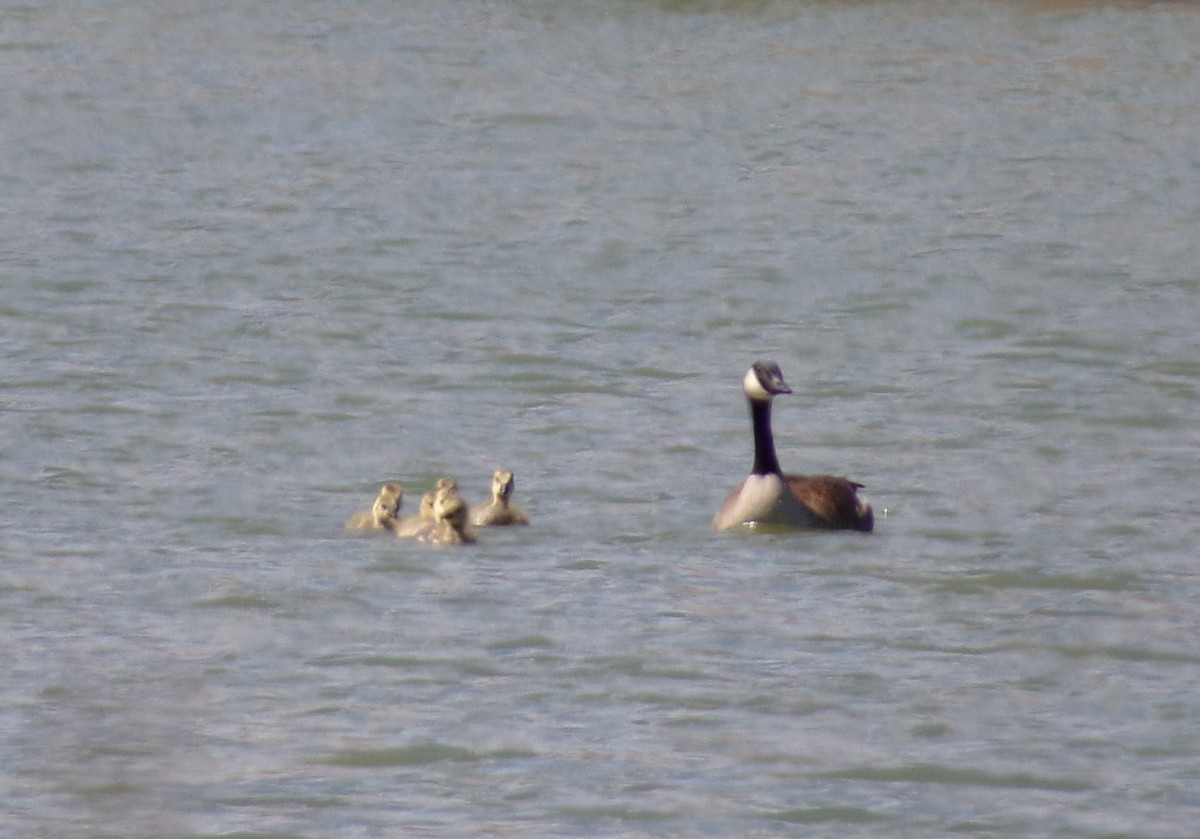 Canada Goose - Patricia  Stuckey