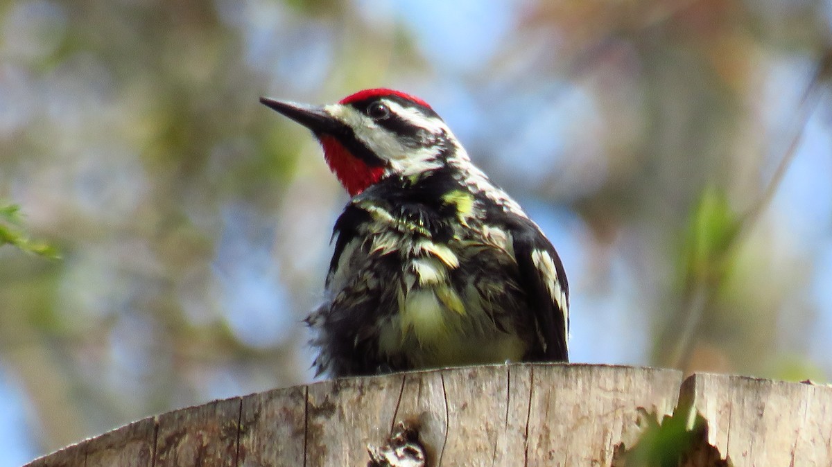 Yellow-bellied Sapsucker - ML618690372