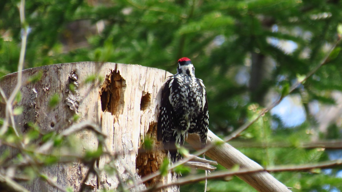 Yellow-bellied Sapsucker - ML618690373