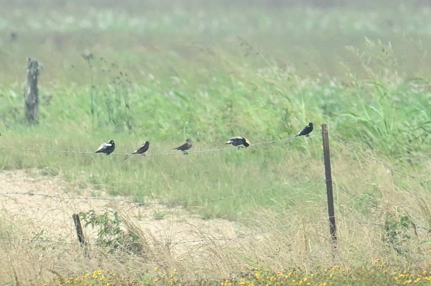 Bobolink - Gary Yoder