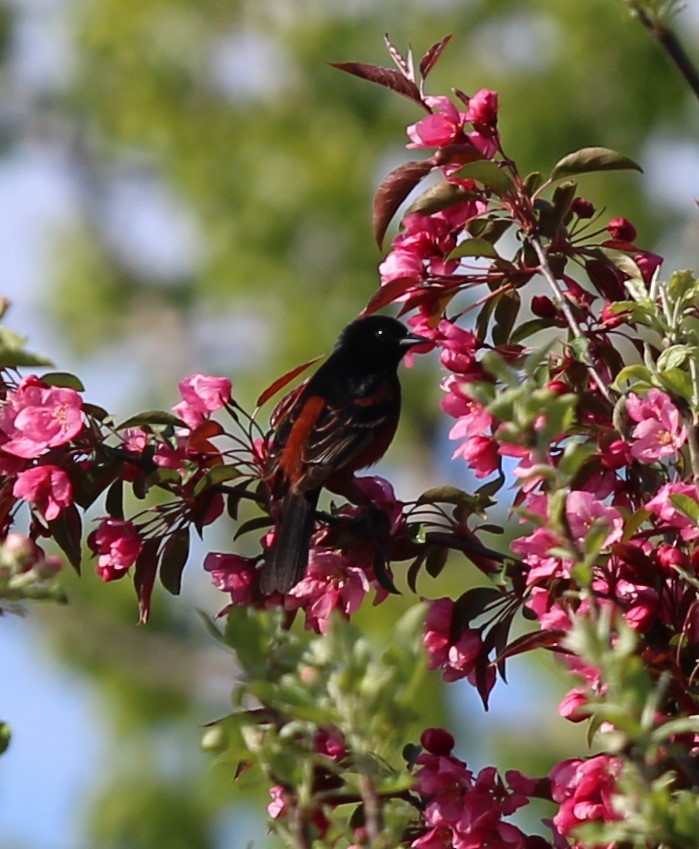 Orchard Oriole - Bob Heitzman