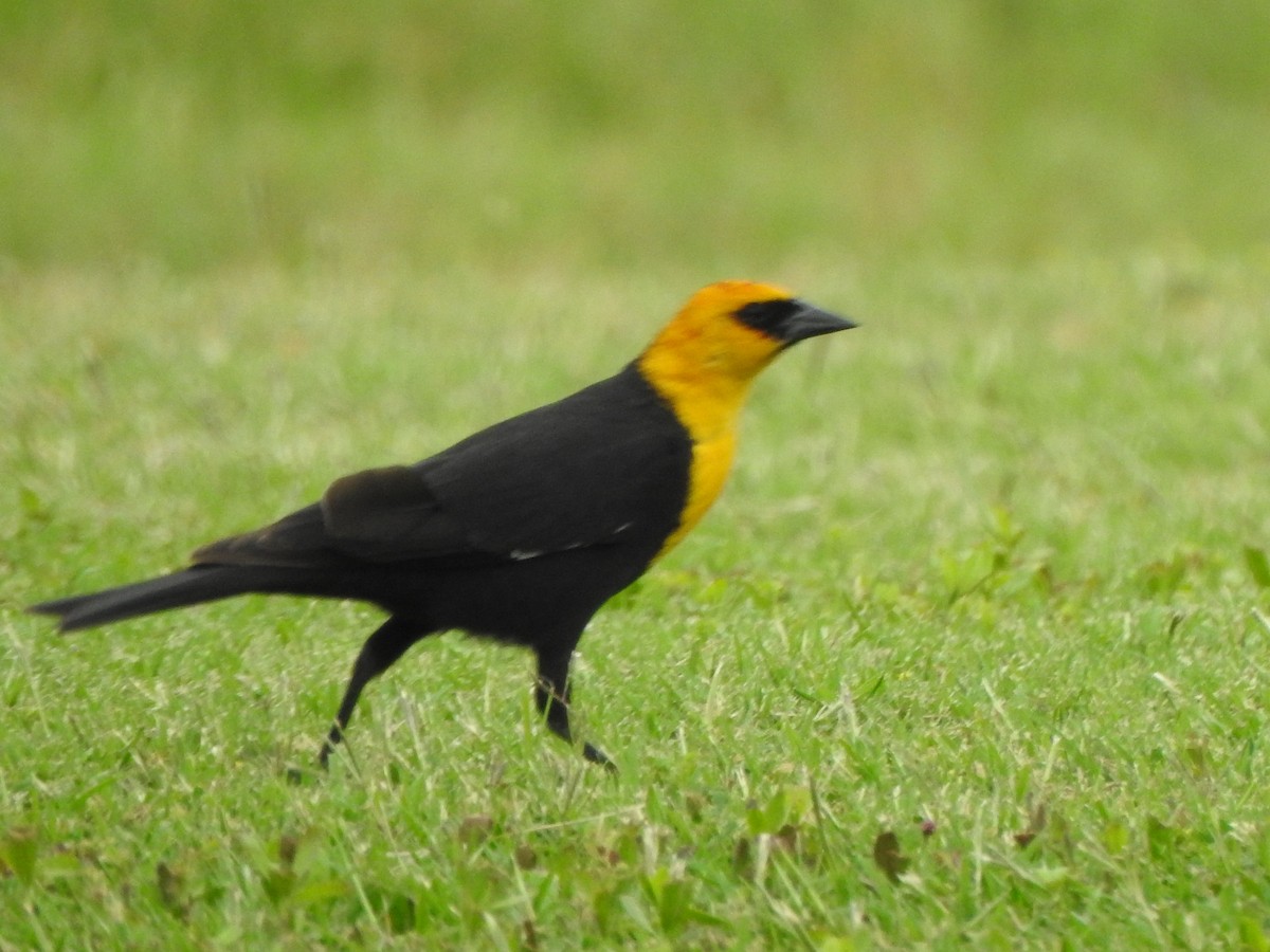 Yellow-headed Blackbird - Kevin Krajcir