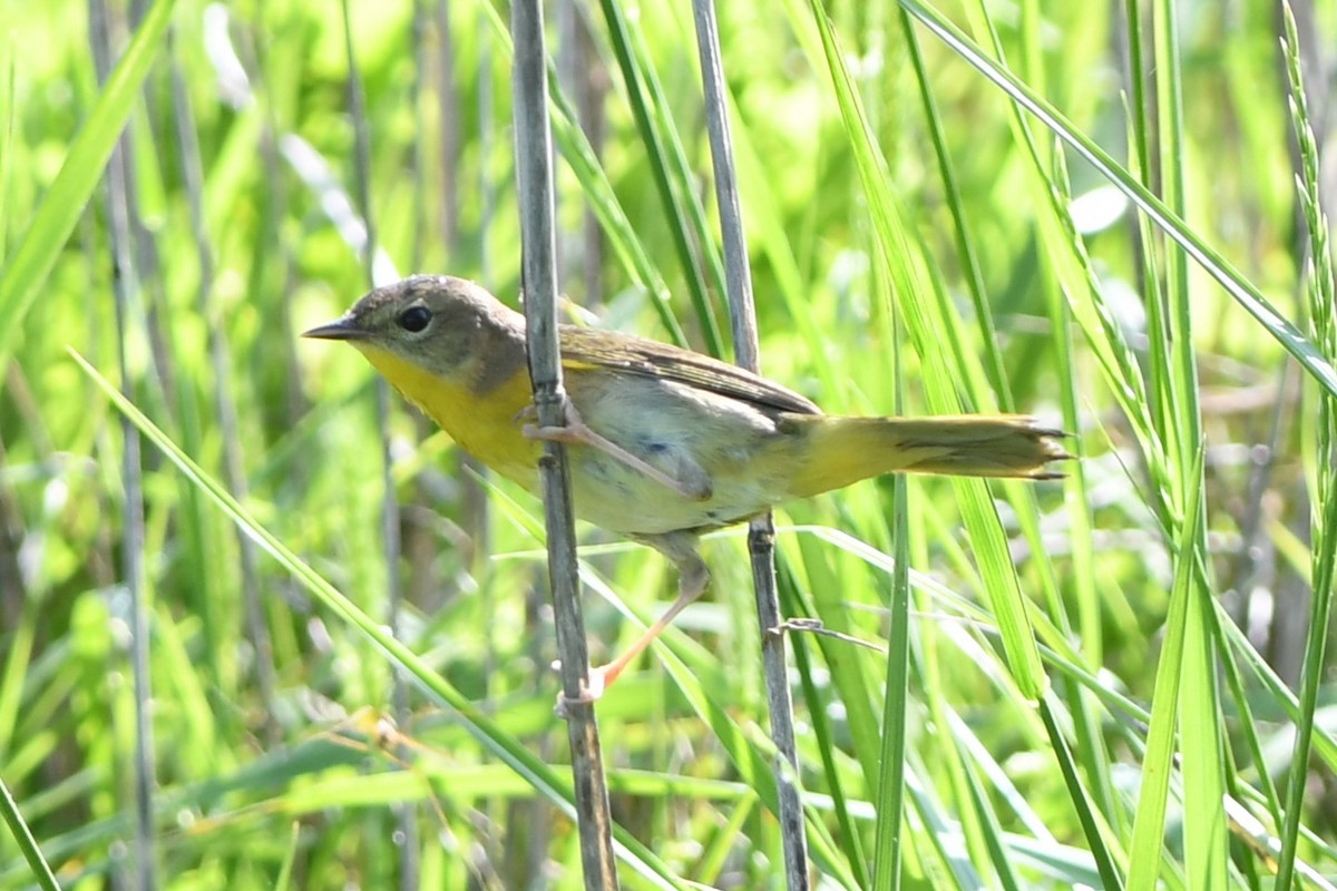 Common Yellowthroat - Lisa Todd