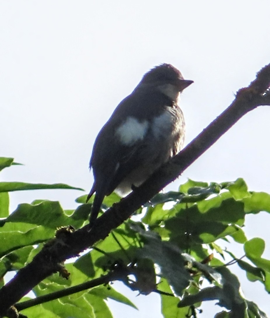 Olive-sided Flycatcher - Jasper Jon