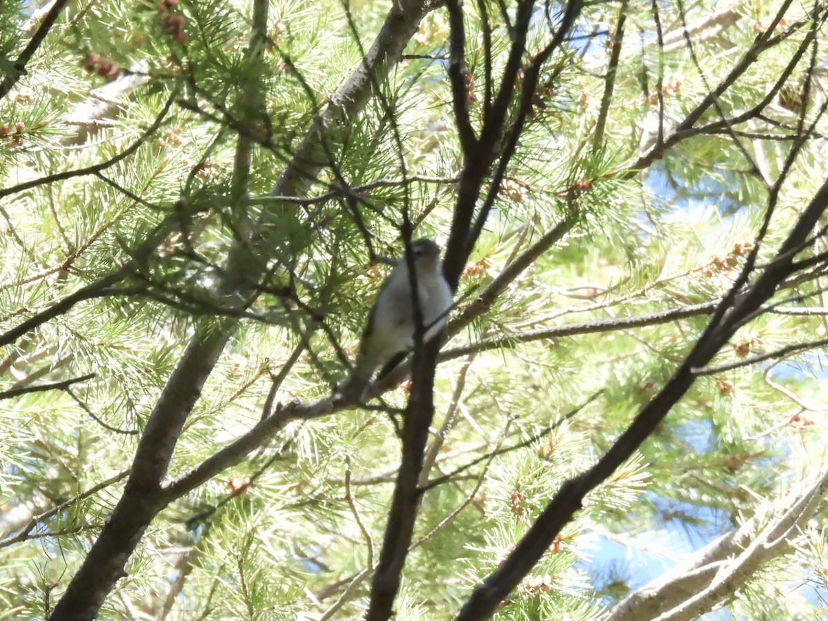 Western Warbling Vireo - ML618690479