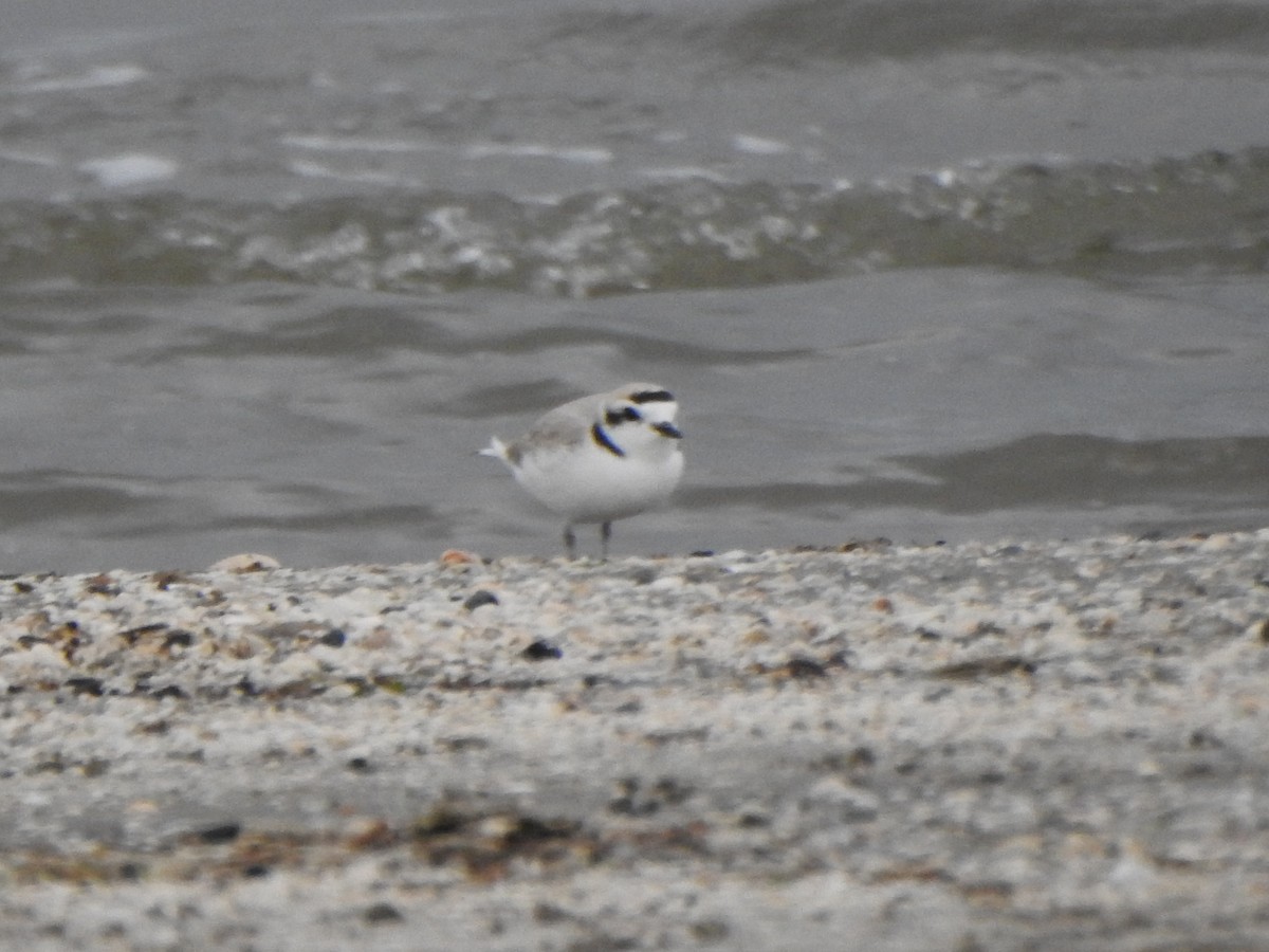 Snowy Plover - Kevin Krajcir