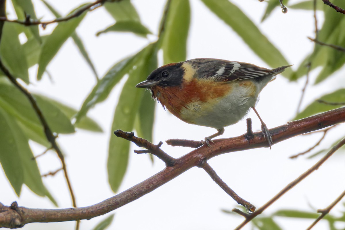 Bay-breasted Warbler - Sam Denenberg