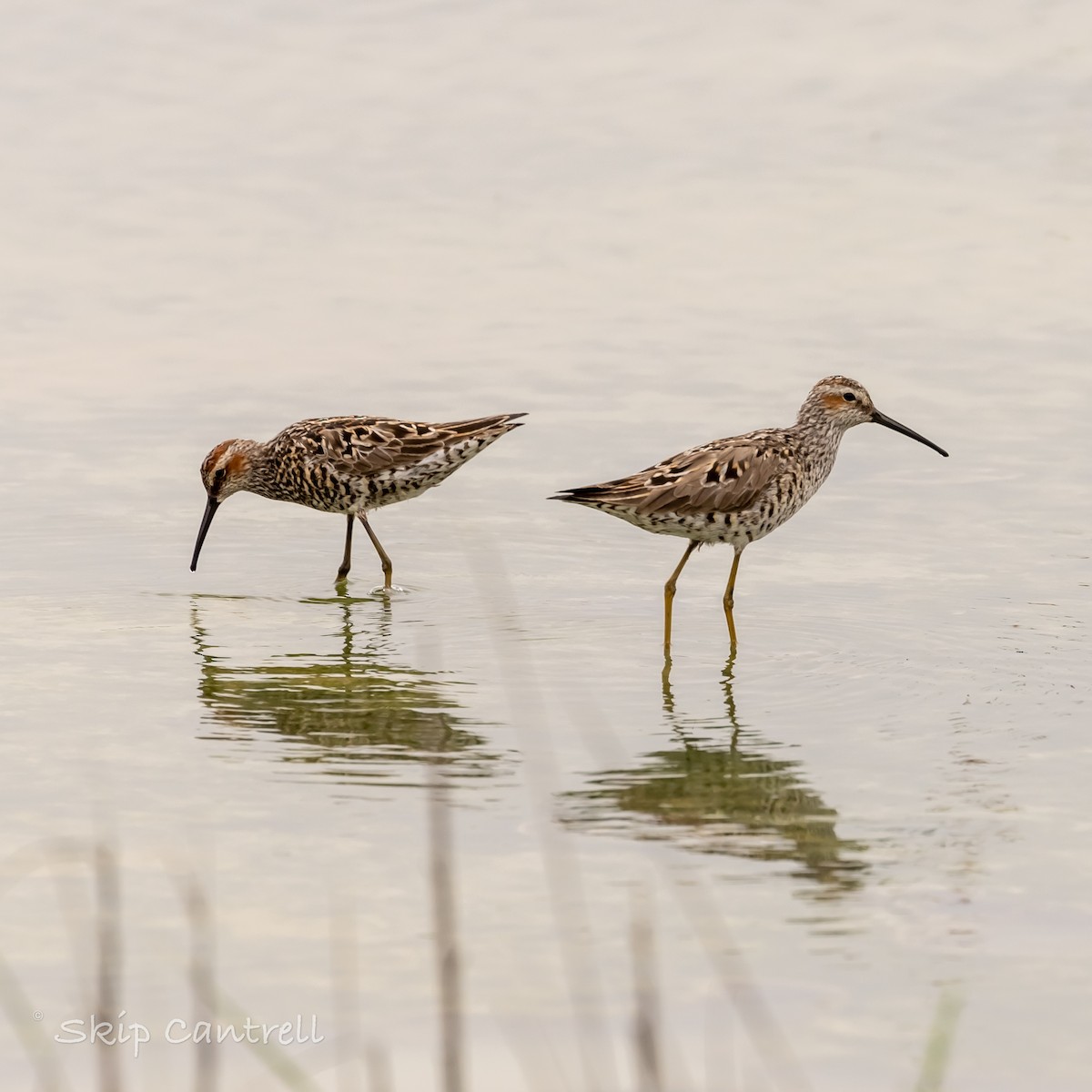 Stilt Sandpiper - Skip Cantrell