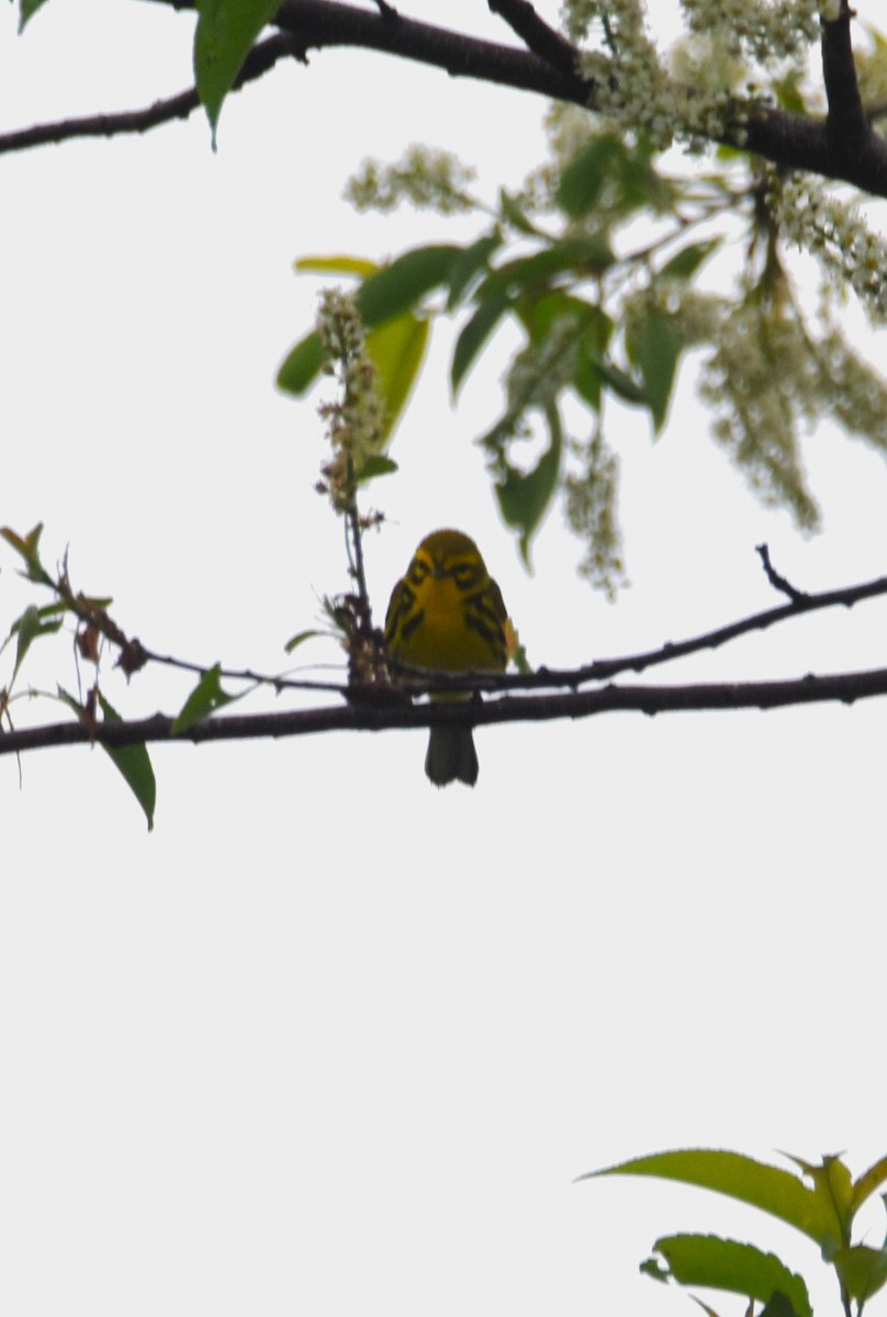 Prairie Warbler - ML618690564