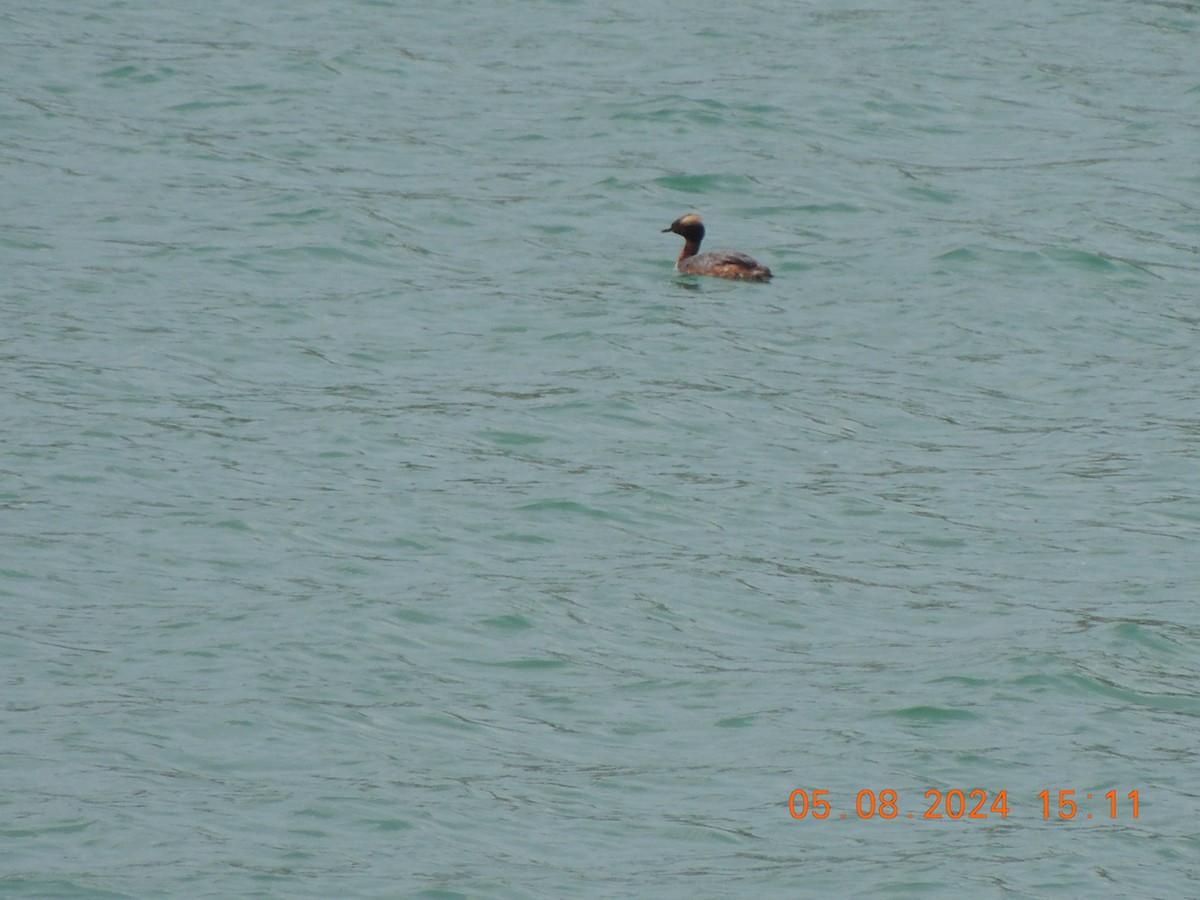 Horned Grebe - ML618690588