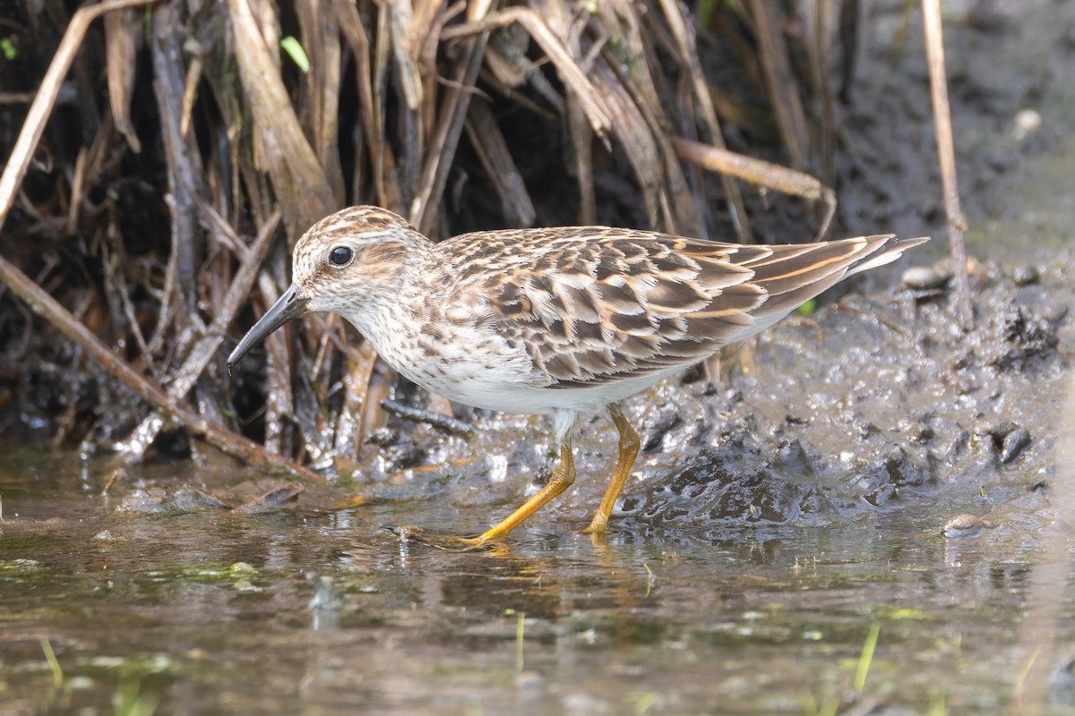 Least Sandpiper - ML618690590