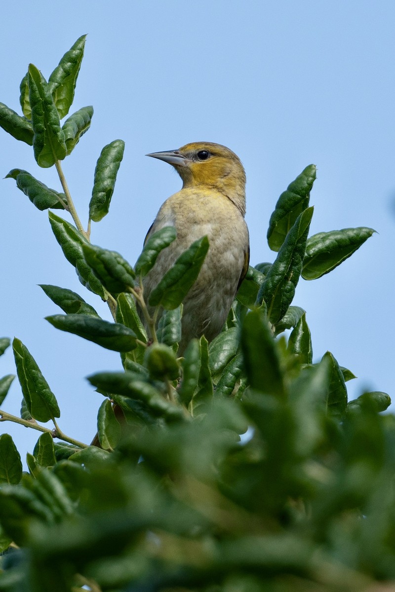 Bullock's Oriole - Cynthia  Case