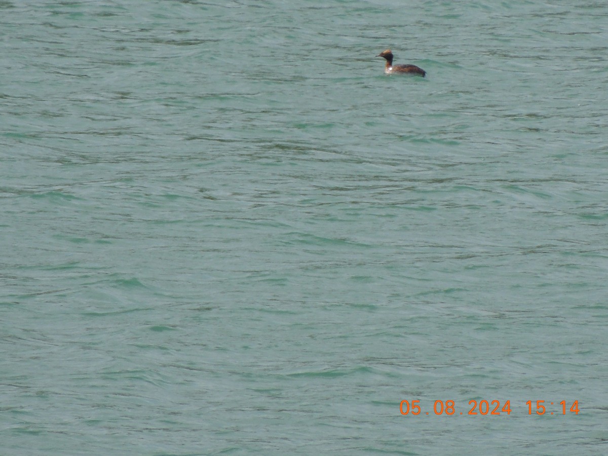 Horned Grebe - Joanne Mozynski