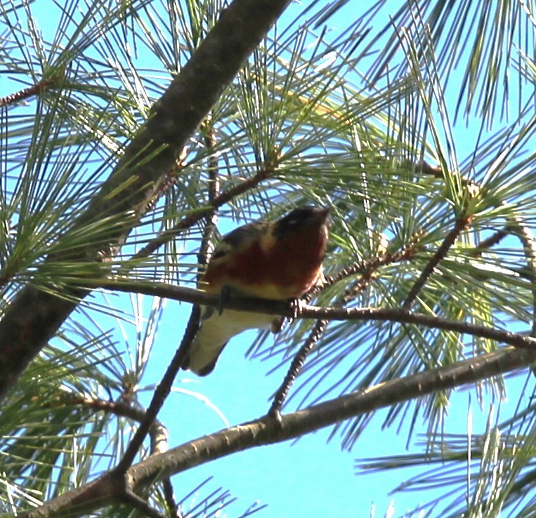 Bay-breasted Warbler - ML618690613