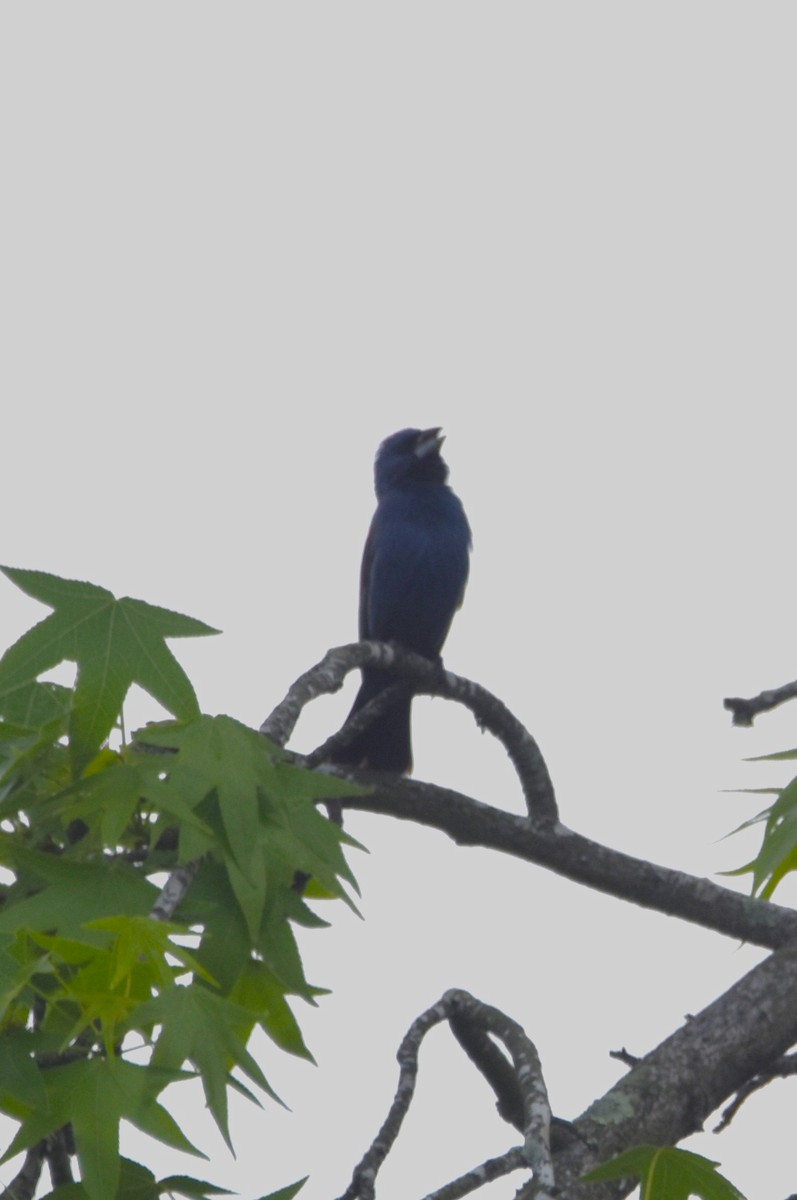 Blue Grosbeak - ML618690637