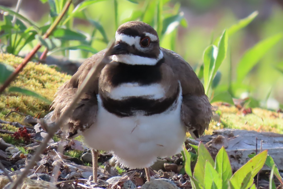 Killdeer - ML618690641