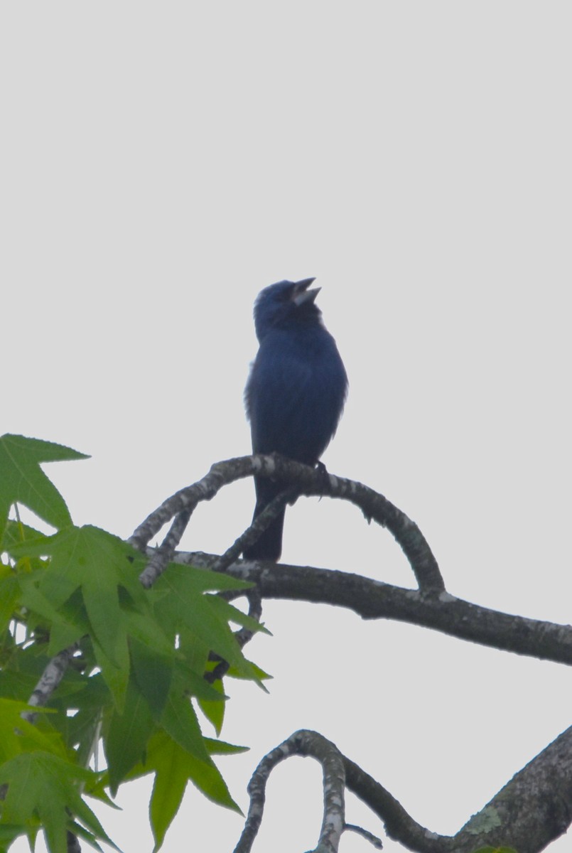 Blue Grosbeak - Old Sam Peabody