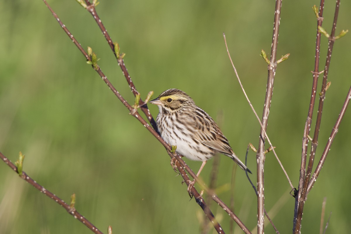 Savannah Sparrow - Treya Sage Dutil