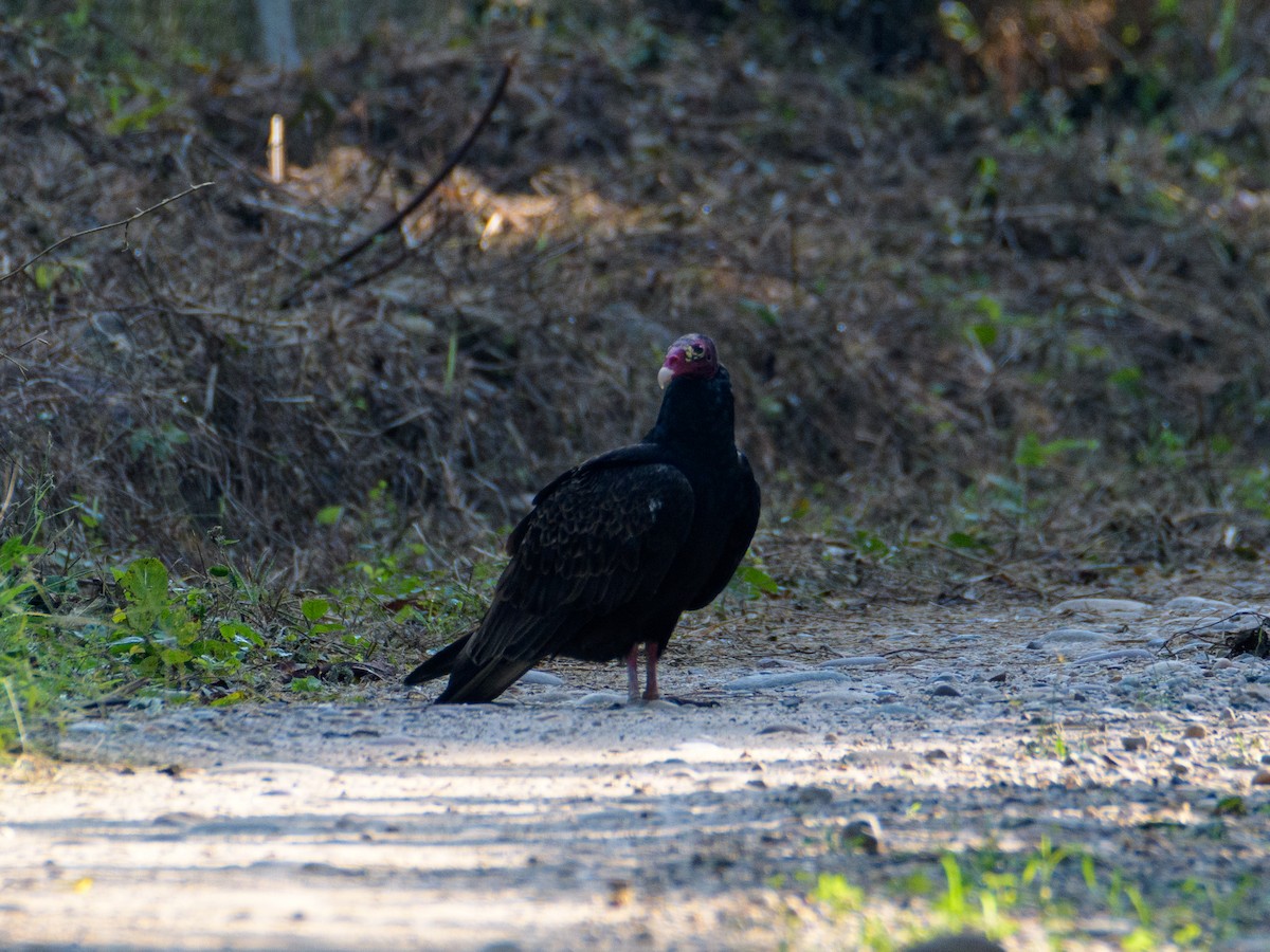 Turkey Vulture - ML618690661