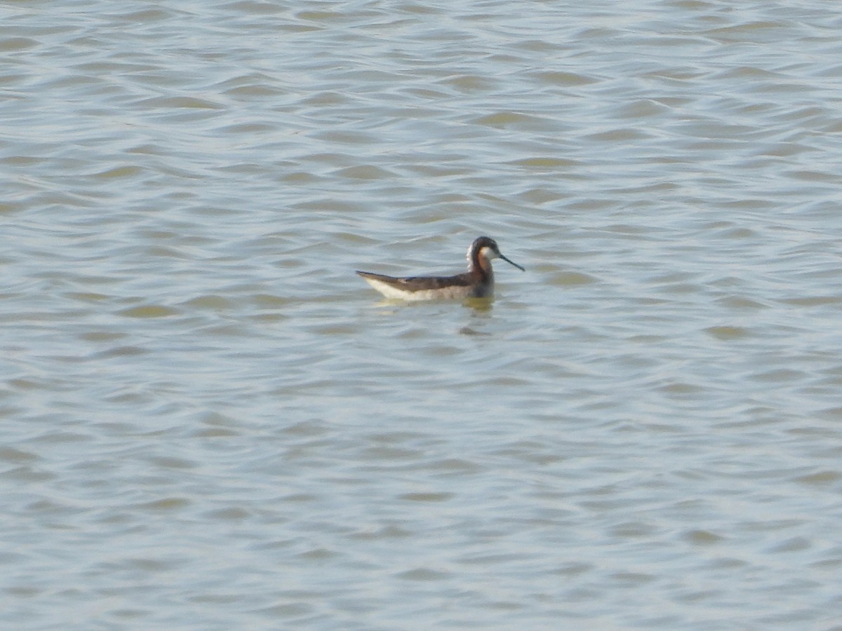 Phalarope de Wilson - ML618690665