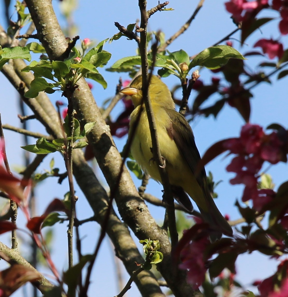 Scarlet Tanager - ML618690697