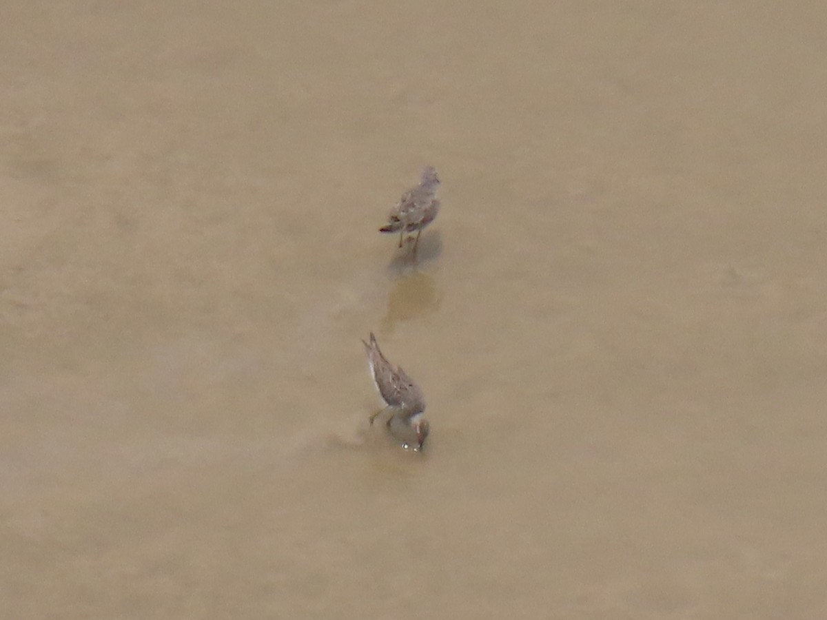 Stilt Sandpiper - Kathleen Williams