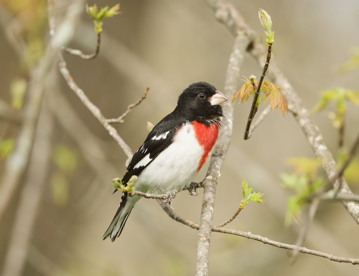 Rose-breasted Grosbeak - Britney Fox