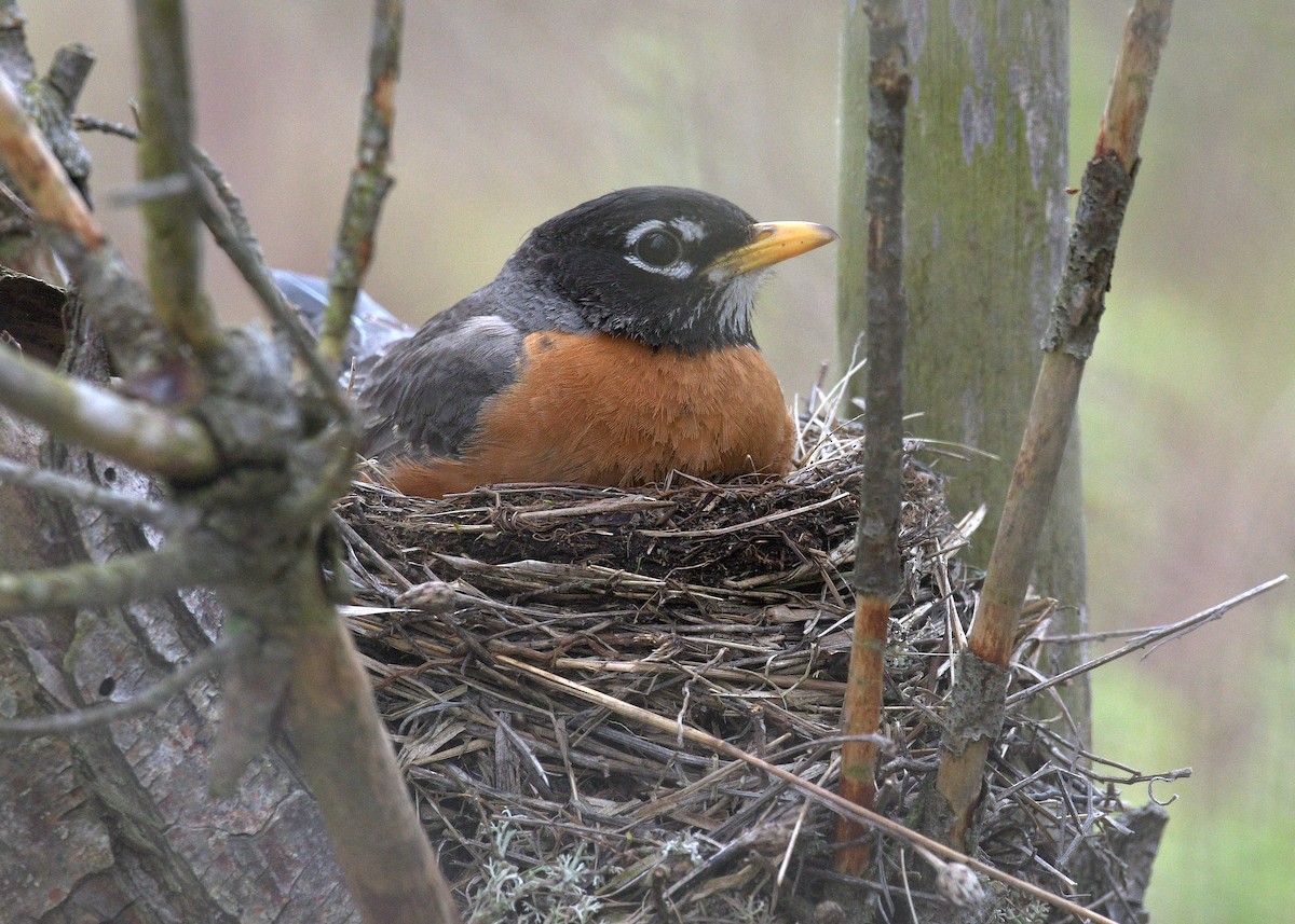 American Robin - Janet Smigielski