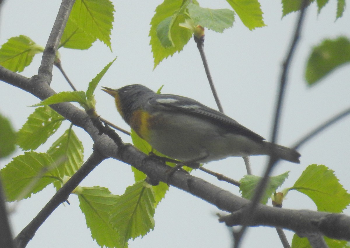 Northern Parula - ML618690753