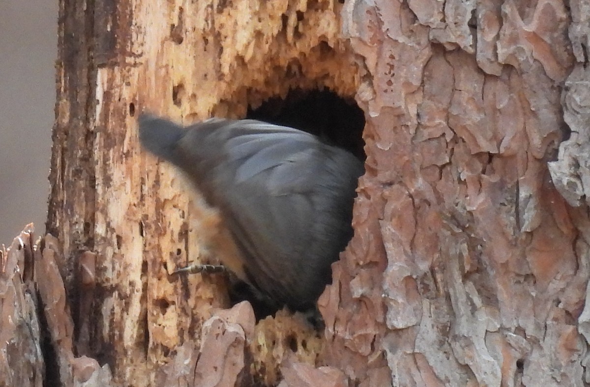 Krüper's Nuthatch - Jeffrey Blalock